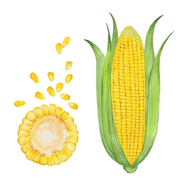 Corn Hand Dras Akvarellmålning Illustration Vit Bakgrund — Stockfoto