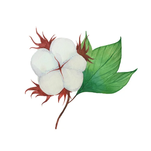 Aquarela flor de algodão — Fotografia de Stock