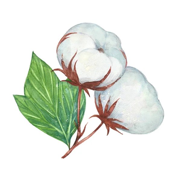 Pamut Virágokkal Kézzel Rajzolt Akvarell Festmény Illusztráció Fehér Háttérrel — Stock Fotó