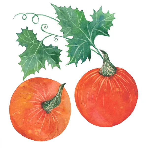 两个有叶子的橙色南瓜秋天静物 手绘水彩画 白色背景上的插图 — 图库照片