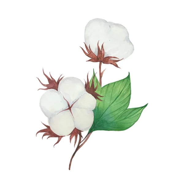 Flores Algodón Pintura Acuarela Dibujada Mano Ilustración Sobre Fondo Blanco —  Fotos de Stock