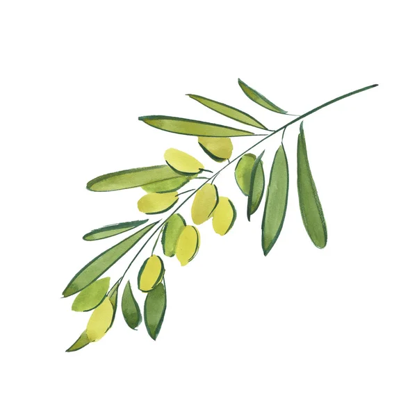 Branche d'olive — Photo