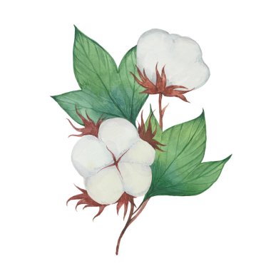 Çiçekli pamuk dalı