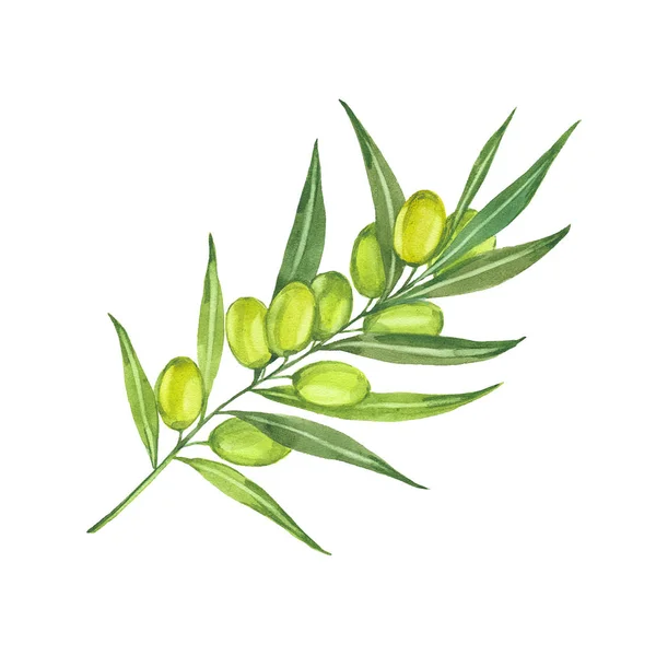 Ramita de acuarela de oliva —  Fotos de Stock