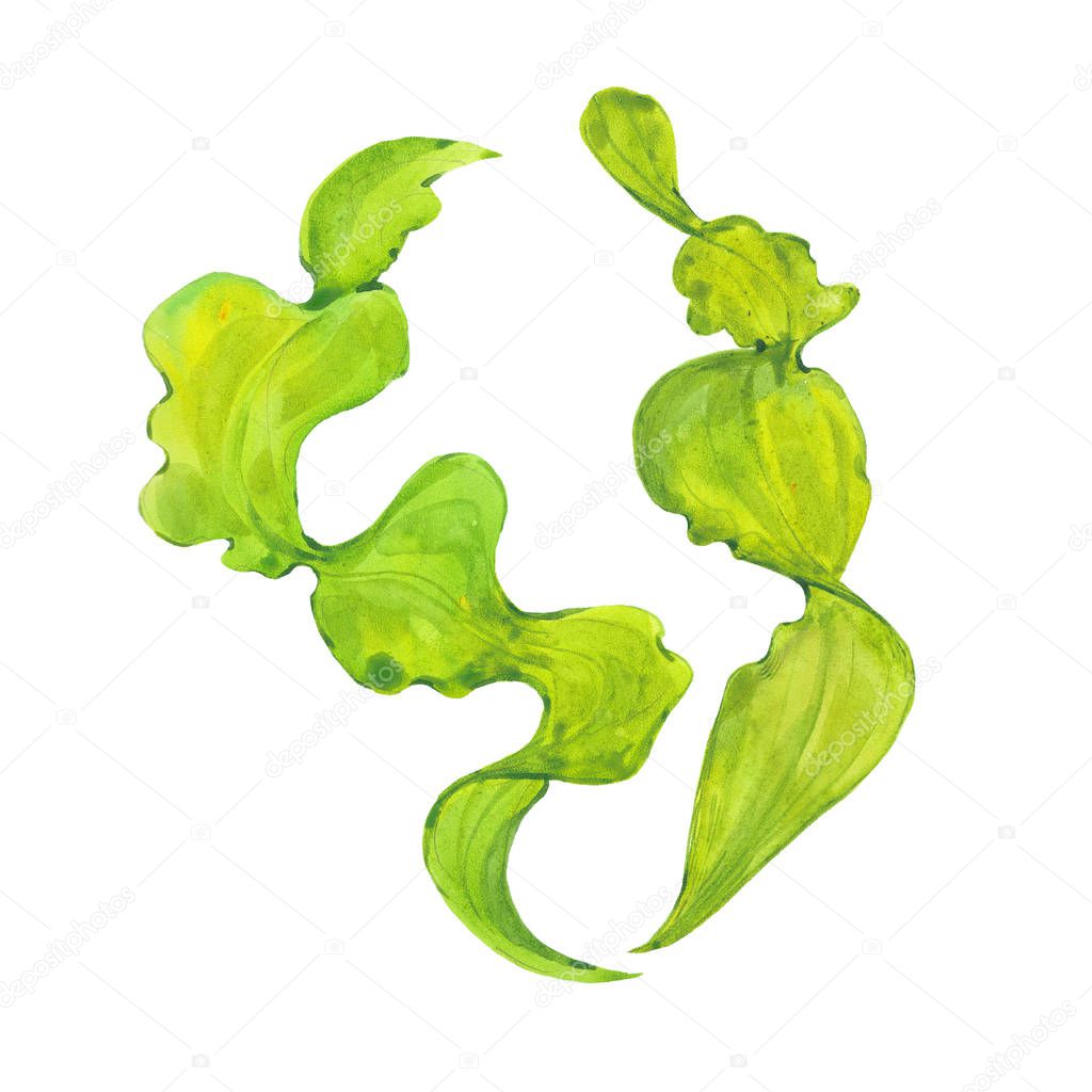 watercolor green seaweed