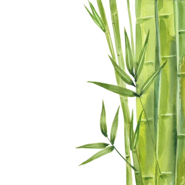 Akvarell bambusz szárak — Stock Fotó