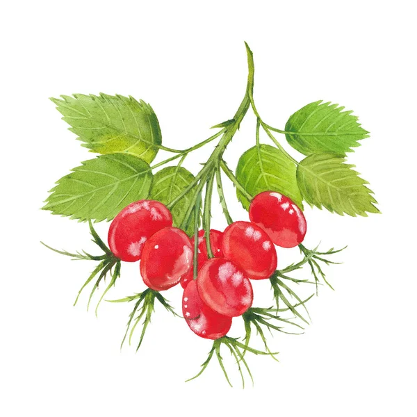 Rosa canina ramoscello — Foto Stock