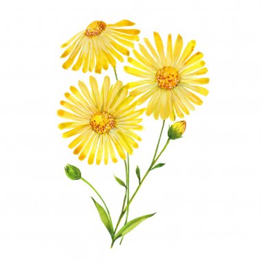 watercolor arnica flowers clipart