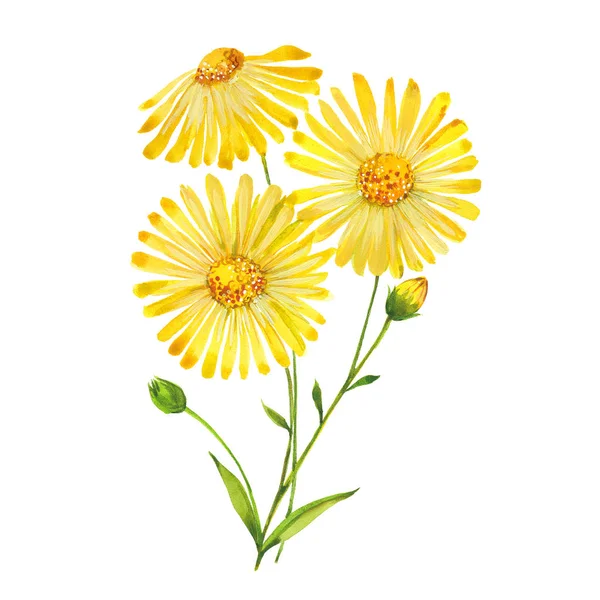 suluboya arnica çiçekler