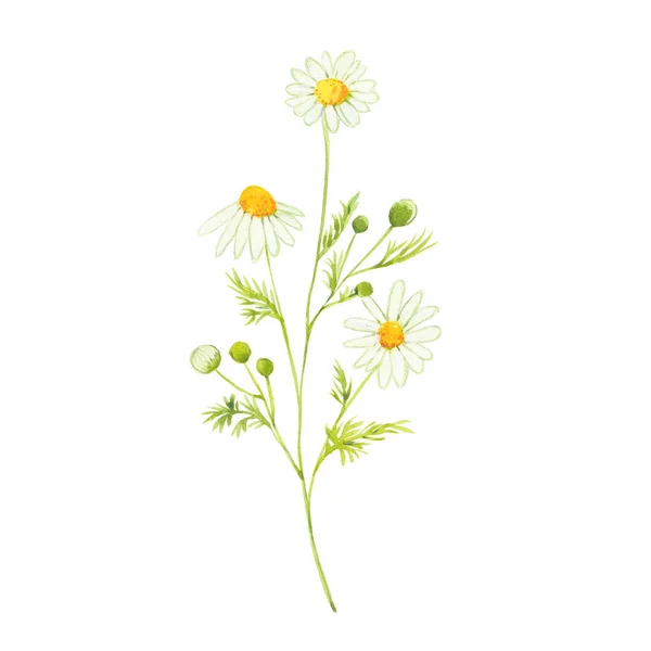Akvarell Kamilla virág — Stock Fotó