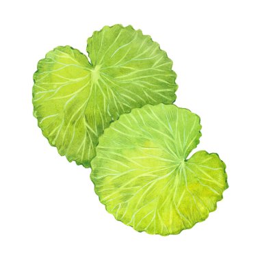 suluboya Gotu-kola yaprakları