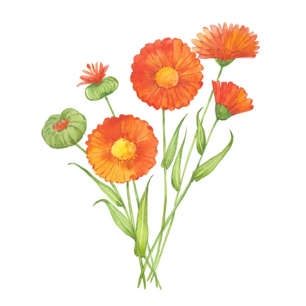 Calendula filizi — Stok fotoğraf