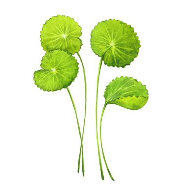 suluboya Gotu-kola yaprakları