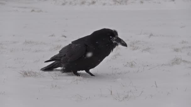Cuervo en la nieve y el viento cámara lenta de cerca Islandia — Vídeos de Stock