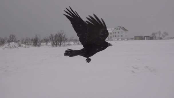 Raven flying close up Reykjavik Iceland neighborhood — Stock Video