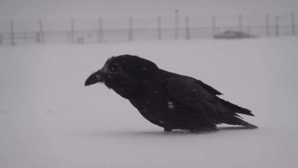 Raven αντέχει χιονοθύελλα αέρα αργή κίνηση κοντά — Αρχείο Βίντεο