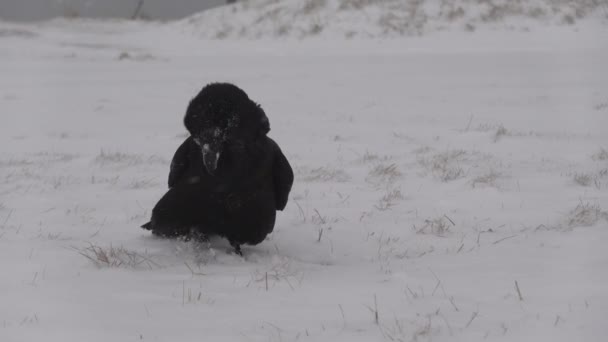 Corvo da vicino camminando nella neve che soffia rallentatore Islanda — Video Stock