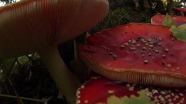 Büyük bir parça Amanita muscaria mantarı yavaş çekim tavası İzlanda
