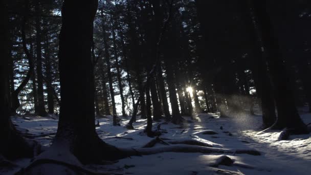 Rayos de sol brillando a través de árboles forestales invierno Islandia — Vídeos de Stock