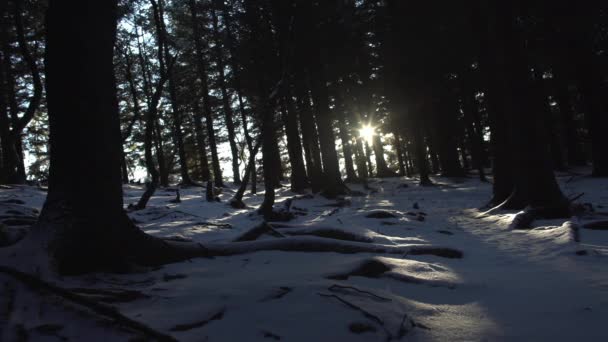 Rayos de sol brillando a través de árboles forestales invierno Islandia deslizante — Vídeos de Stock