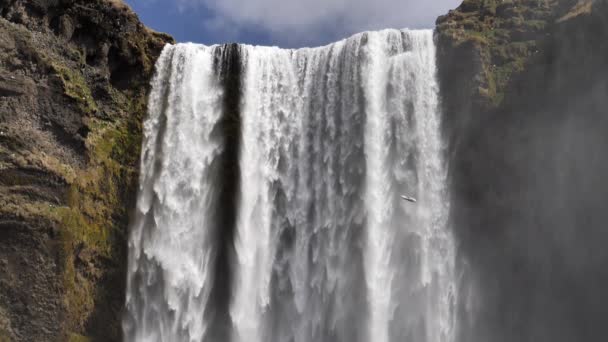 Fågeln flyger i slow motion framför Skogafoss vattenfall Island närbild — Stockvideo