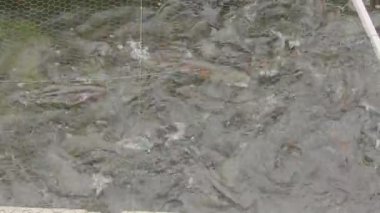 Balık çiftliğinde alabalık besleme çılgınlığı