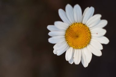                                Beyaz bir papatya çiçeği makroyu kapatır