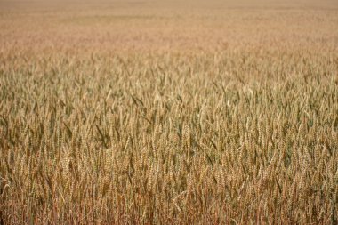 Bir yaz gününde mısır gevreği tarlası