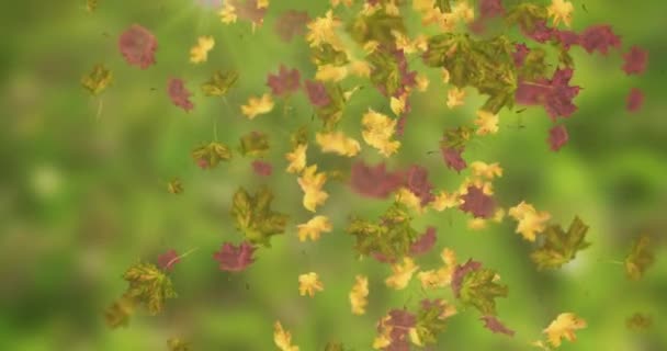 Animación Hojas Que Caen Lazo Otoño — Vídeo de stock