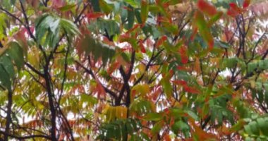 Düşen yaprakların canlandırması sonbahar döngüsü