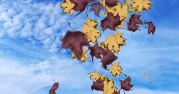 Animation of falling leaves autumn loop