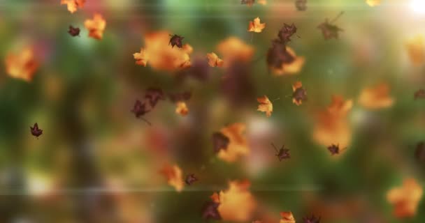 Анімація Осіннього Листя — стокове відео