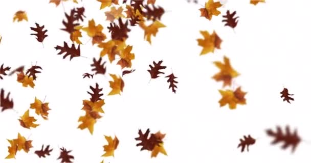 Animación Hojas Que Caen Lazo Otoño — Vídeo de stock