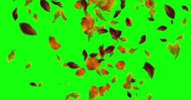 Düşen yaprakların animasyonu krom anahtar döngüsü