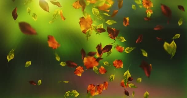 Animación Hojas Que Caen Lazo Otoño — Vídeo de stock