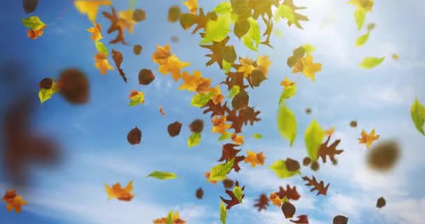 Animación Hojas Que Caen Lazo Otoño — Vídeo de stock