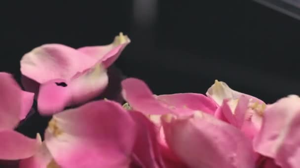 Rozen Van Roze Kleur Een Donkere Achtergrond Geur Van Versheid — Stockvideo