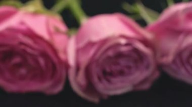 Pembe renkli gül karanlık bir arka plan tazelik parfüm buket hediye sürpriz gül çiçek kokusu üzerinde ruh seviyorum.