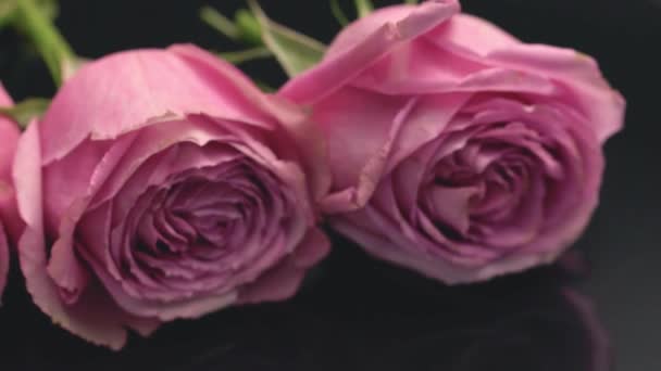 Růže Růžové Barvy Tmavém Pozadí Vůně Svěžesti Parfémy Kytice Dárkové — Stock video