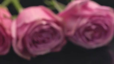 Pembe renkli gül karanlık bir arka plan tazelik parfüm buket hediye sürpriz gül çiçek kokusu üzerinde ruh seviyorum.