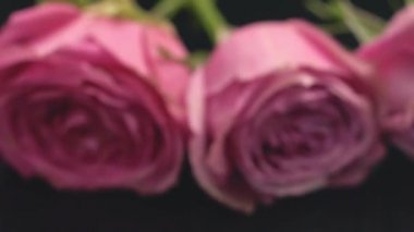 Pembe renkli gül karanlık bir arka plan tazelik parfüm buket hediye sürpriz gül çiçek kokusu üzerinde ruh seviyorum.