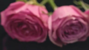 Pembe renkli gül karanlık bir arka plan tazelik parfüm buket hediye sürpriz gül çiçek kokusu üzerinde ruh seviyorum.