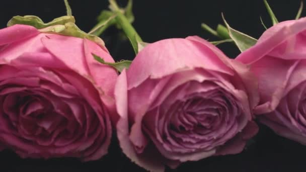 Rose Colore Rosa Uno Sfondo Scuro Odore Freschezza Dei Profumi — Video Stock