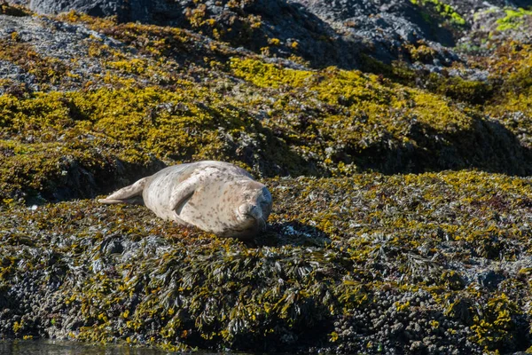 Seal Rests Kelp Covered Rocks Warms Sun — стоковое фото