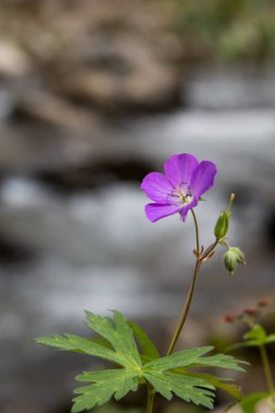 Kopya alanı yukarıdaki ile tek mor Phacelia çiçek