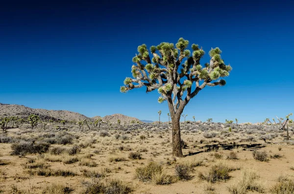 Enkele Joshua Tree Heldere Dag Zuid Californië — Stockfoto