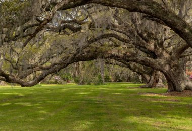 Tunnel of Live Oak Over Carpet of Green Grass in spring clipart