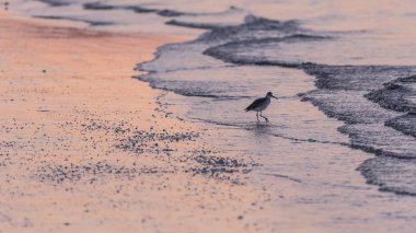 Willet kahvaltı için sabah sörf güneş doğarken görünüyor