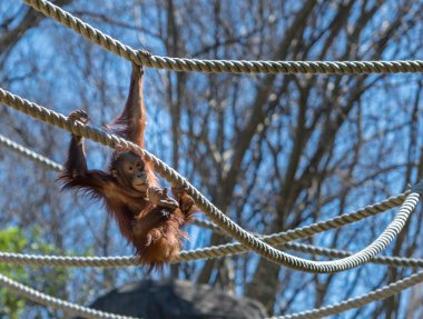 Genç Orangutan salıncaklar halatlar ve konsantrasyon görünüyor