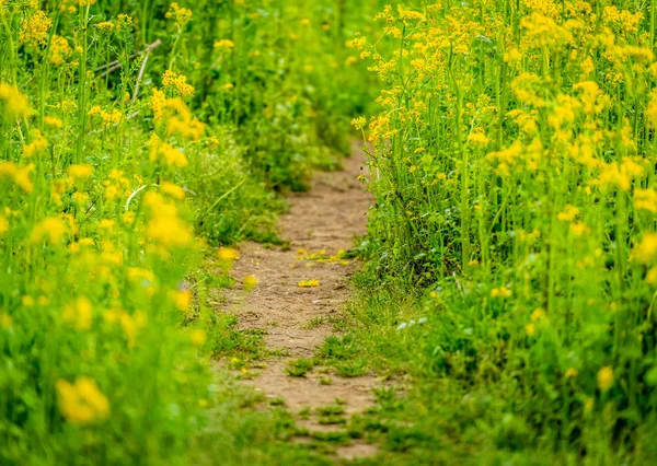 İz keser aracılığıyla alan, Ragwort çiçekler yazın